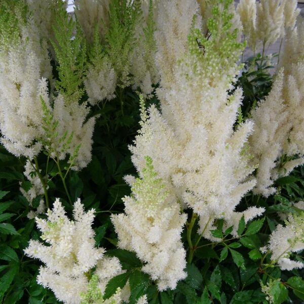 Votaniki White Gloria Astilbe Roots - Long Lasting Blooms, Perennial Astilbe | Perfect Addition to Any Garden - Easy to Grow