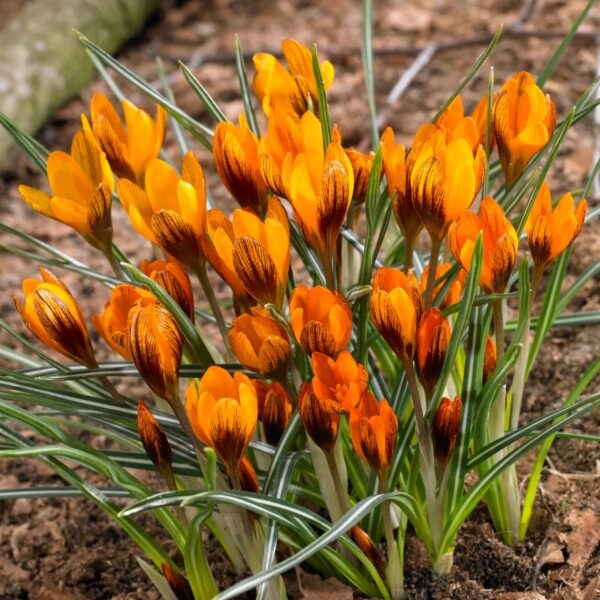 Votaniki Orange Monarch Crocus Bulbs - Perennial Beauty, Crocus Olivieri Subsp or Balansae ‘Orange King’ Bulbs for Planting | Spring Flower Botanical Crocus - Easy to Grow