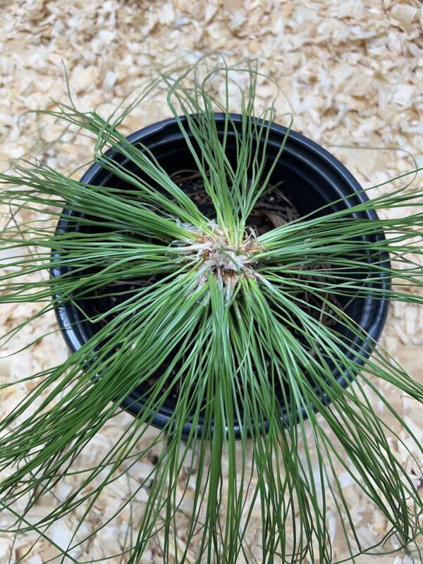 Votaniki Pinus Roxburghi (Chirr Pine, Longleaf Indian Pine) Plant | Species of Endangered, Perennial Long Leaf Plant - Easy to Grow and Low Maintenance