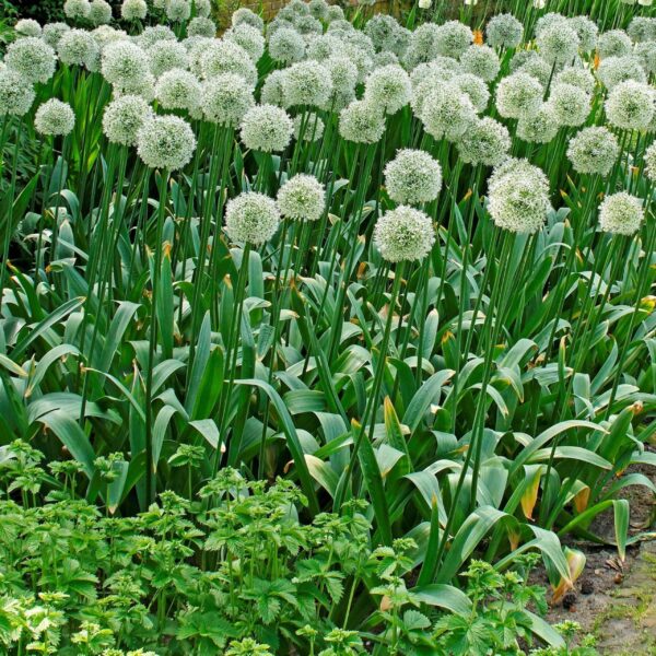 Votaniki Mount Everest Allium Bulbs - Perennial Allium (Ornamental Onion) | Attracts Pollinators, Long Lasting Beauty, Versatile Allium - Easy to Grow