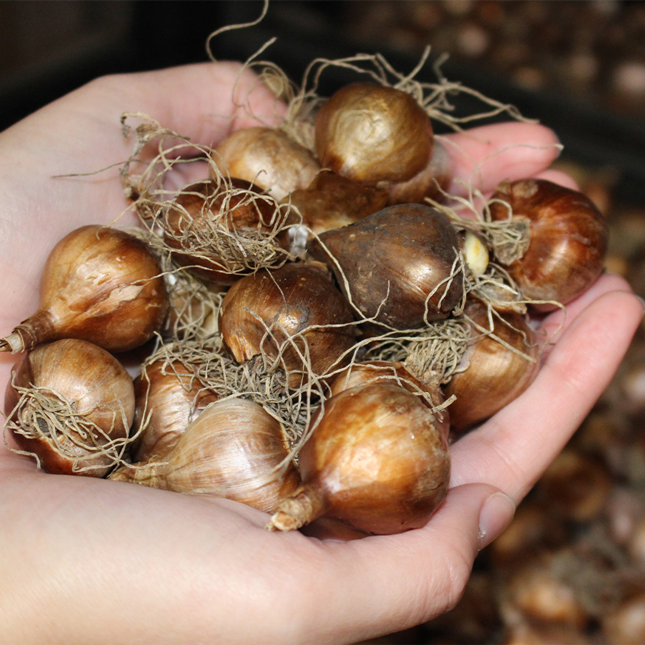 Daffodil Bulbs