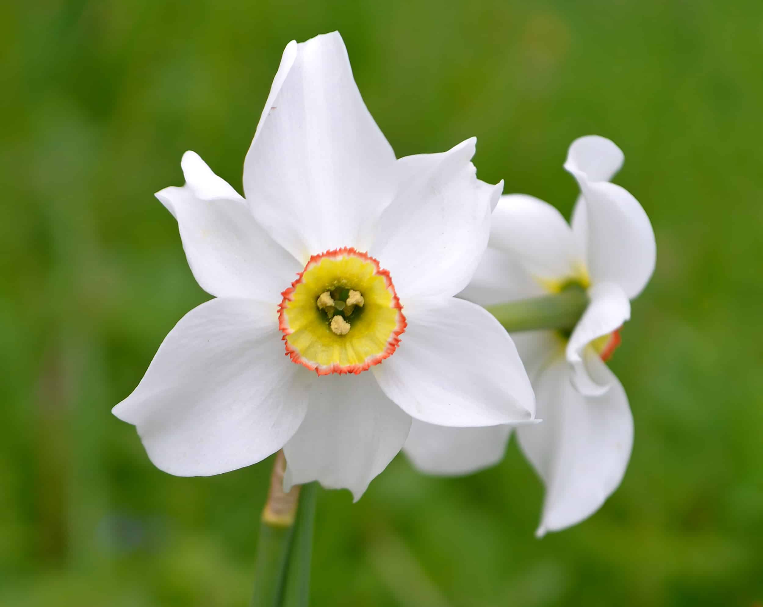 Narcissus Poet's Daffodil