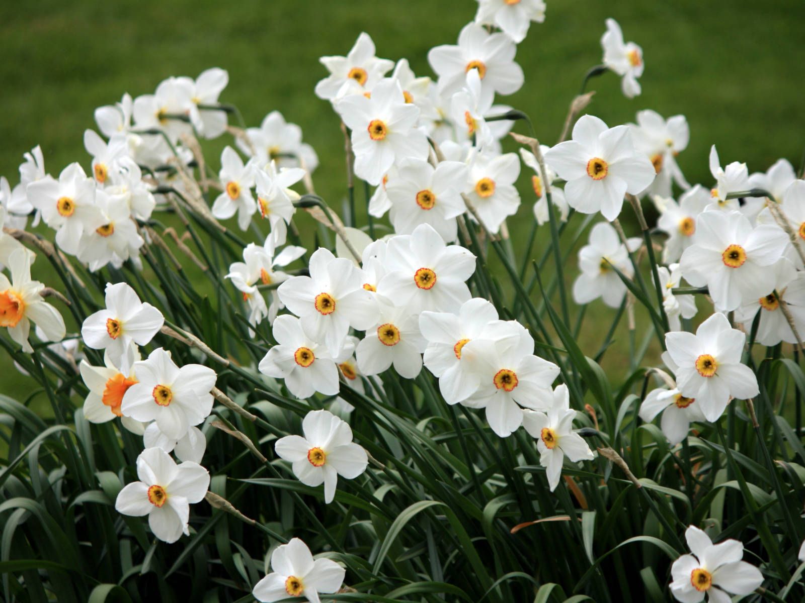 Narcissus Daffodil