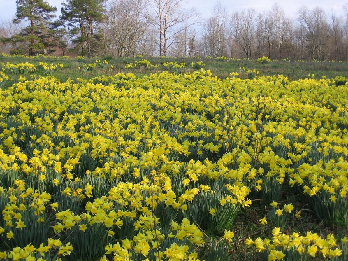 Narcissus pseudonarcissus - Wild Daffodil