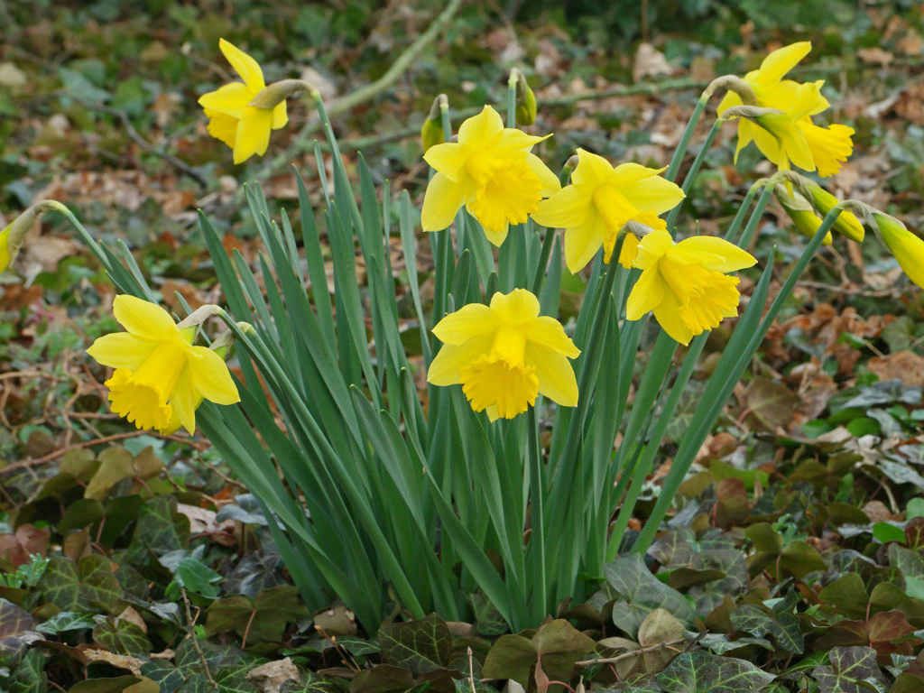 Narcissus-pseudonarcissus-Wild-Daffodil4