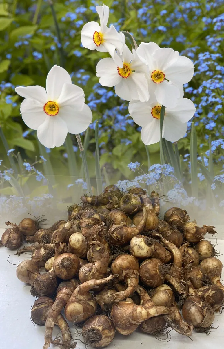 Narcissus poeticus - Poet's Daffodil