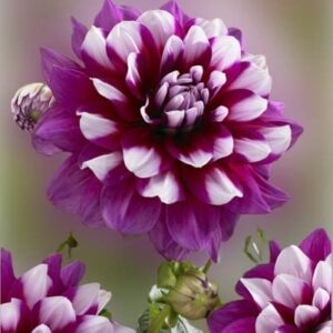 Votaniki Patches Dahlia Bulbs - Large Flowering Dahlia Bulbs | Easy to Grow, Cut Flowers, Attracts Pollinators, Perennial Decorative Dahlia Flowering Bulbs for Planting