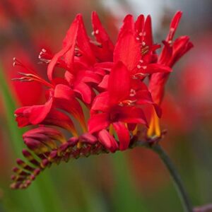 Votaniki Lucifer Crocosmia Bulbs for Planting - (5) Large Bulbs Hummingbird Plants Outdoor Flower Bulbs Perennial Flower Bulbs - Easy to Grow Bulbs Hummingbird Flower Bulbs Flowers for Garden Bulbs