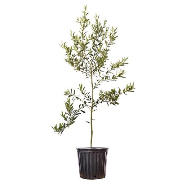 Votaniki Arbequina Olive Tree 1-2 Feet Tall Plant Pot - Olive Tree Live Plants Outdoor Fruiting Tree Plants - Olive Branch Indoor Plants Live Houseplants Patio Live Olive Trees | No Shipping to AZ