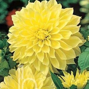 Votaniki Kelvin Floodlight Dahlia Bulbs for Planting - Kelvin Floodlight Bulb Flower Bulbs Dahlia Live Outdoor Plants and Flowers Bulbs - Set of 2 Bulbs Yellow Dahlia Tubers Dahlias Flowers