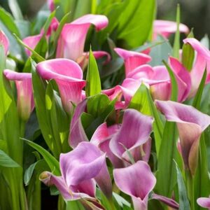 Votaniki Grape Velvet & Garnet Glow Calla Lily Bulbs - Versatility, Long Lasting Blooms, Perennial Zantedeschia Calla Lily Flower Bulbs for Planting - Easy to Grow & Low Maintenance