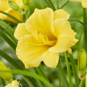 Votaniki Stella D' Oro Daylily Bulbs - Long Lasting Blooms, Attractive Foliage, Perennial Daylily, Stunning Yellow Flowers | Daylily Bulbs for Planting - Easy to Grow