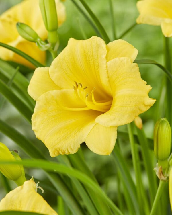 Votaniki Stella D' Oro Daylily Bulbs - Long Lasting Blooms, Attractive Foliage, Perennial Daylily, Stunning Yellow Flowers | Daylily Bulbs for Planting - Easy to Grow