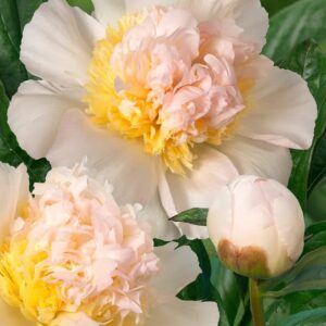 Votaniki Honey Gold Peony Bulbs for Planting - Fragrant, Spectacular Large Peony Flowering Bulbs | Hardy and Easy to Grow, Long Blooming Peony Flower Plant