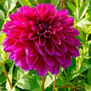 Votaniki Le Baron Dahlia Root - Perennial Decorative Dahlia, Flower - Hardy and Low Maintenance Flowering Root | Easy to Grow Perfect for Cut