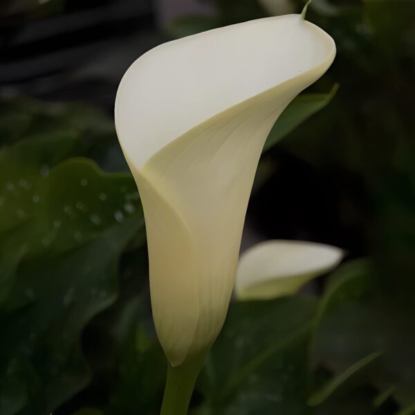 Votaniki Ivory Calla Lily Bulbs - Long Lasting Blooms, Vibrant and Versatile, Perennial Calla Lily Intimate Ivory | Elegant and Easy to Grow Flowers