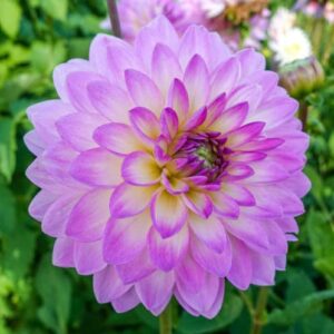 Blue Wish Dinnerplate Dahlia Tubers | Cut Flower, Easy to Grow & Maintain - Blue Wish Dahlia Bulbs, Large Blooms