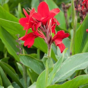 Votaniki President Canna Lily Bulbs for Planting - Canna Lily Flower, Perennial, Long-Lasting | Easy to Grow Canna Lily Bulbs