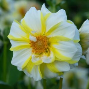 Votaniki Lemon Fire & Ice Dahlia Bulbs - Attracts Pollinators, Perennial Dahlia Flower Bulbs for Planting | Large, Striking Blooms for Any Garden - Easy to Grow