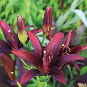 Votaniki (2) Landini Asiatic Lily Bulbs for Planting Perennial - Dark Red-Purple Lily Bulbs for Spring Planting Blooming Flowers for Garden Bulbs Lily Plants Live (Pack of 2) Asiatic Lily Bulbs