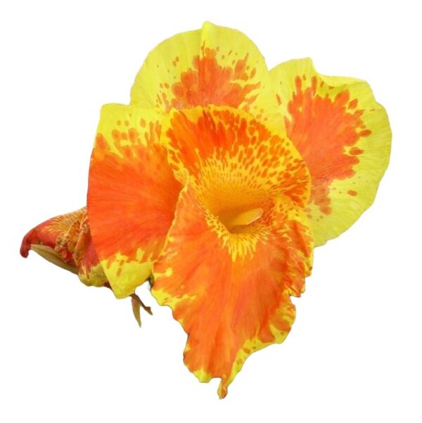 Votaniki Yellow King Humbert Canna Lily Bulbs - Perennial, Large Blooms | Bring Sunshine to Garden - King Humbert Canna Lily Bulbs for Planting, Easy to Grow