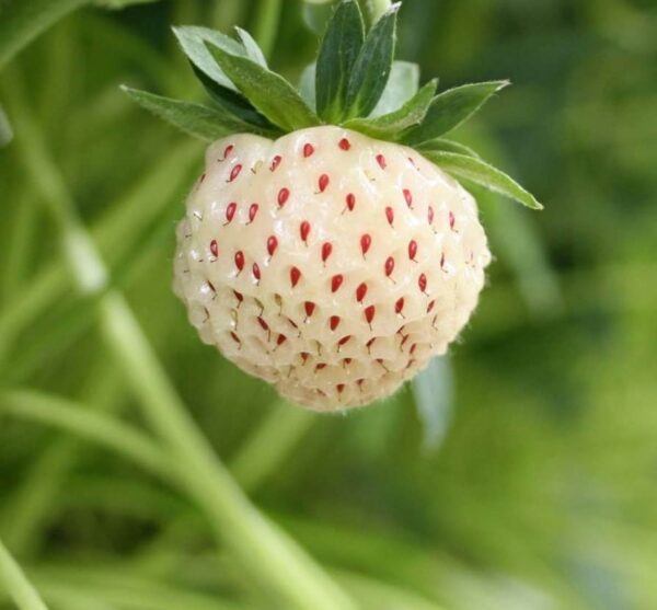 Votaniki White Carolina Strawberry Roots - Sweet and Juicy Fruit, High Yielding Strawberry Plant | Strawberry Roots for Planting - Easy to Grow, Low Maintenance