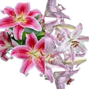 Votaniki Presidente & Stargazer Mixed Bulbs - Lilium 'Presidente' Oriental Lily & Stargazer Oriental Lily Flowering Mixed Bulbs | Large Blooms Lilies, Easy to Grow, Fragrant Blooms