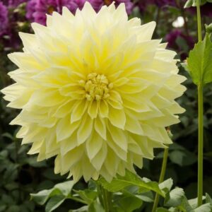 Votaniki Kelvin Floodlight Dahlia Bulbs for Planting - Perennial, Large Blooms, Dinnerplate Dahlia Bulbs | Long-Lasting Blooms