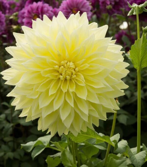 Votaniki Kelvin Floodlight Dahlia Bulbs for Planting - Perennial, Large Blooms, Dinnerplate Dahlia Bulbs | Long-Lasting Blooms