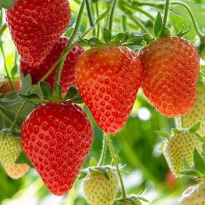 Votaniki Strawberries Honeoye Bare Root - Large Berry, High Yielding Perennial Junebearing Strawberry Plants | Perfect fo Container & Ground Cover - Easy to Grow