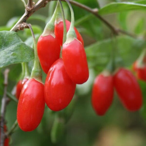 Votaniki Goji Berry 1-2 Ft Plant - Perennial with High Yield Goji Berry Plant | Great for Home and Garden - Easy to Grow, Low Maintenance, and Self-Pollinating Goji Berry Plant!