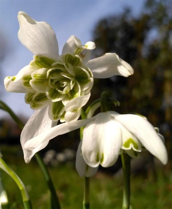 Votaniki Galanthus Nivalis Flore Pleno - Perennial Flowering Double Snowdrop | Long Lasting Blooms, Spring Flower Bulbs - Easy to Grow