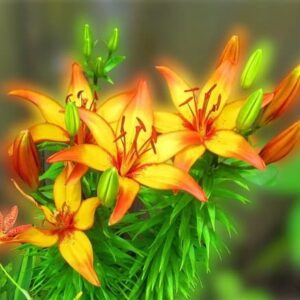 Votaniki Cancun Asiatic Lily Bulbs - Bright Orange & Yellow Lily Flowers, Large Blooms, Hardy Perennial Lily Bulbs