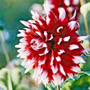 Votaniki 2 Decorative Dahlia Duet Bulbs for Spring Planting Dahlia Tubers -2 Pack Giant Dahlia Bulbs Red Dahlia Flowers Bulbs