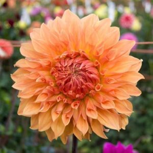 Votaniki Noordwijks Glorie Dinnerplate Dahlia Bulbs for Planting - Dinner Plate Dahlia Bulbs for Spring Planting Decorative Dahlia Flowers Bulbs for Large Orange Flowers Bulbs for Planting Outdoor