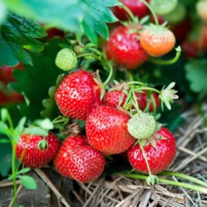 Votaniki Eversweet Strawberry - Perennial Strawberry Bare Roots Ready to Plant | Large Fruits, High Yielding Sweet Strawberry Plants - Easy to Grow