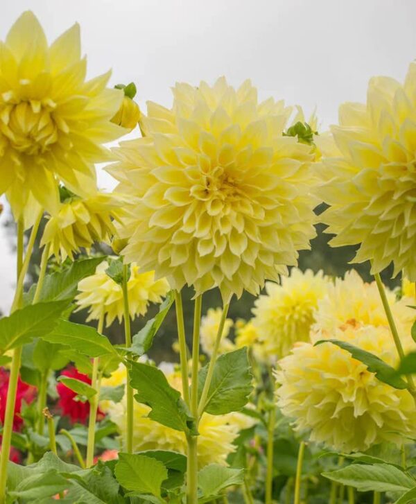 Votaniki Kelvin Floodlight Dahlia Bulbs - Perennial,Vibrant, Large-Blooming, and Easy-to-Grow Dahlia Flowers for Garden