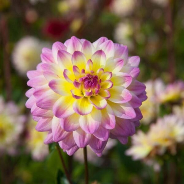 Votaniki Decorative Dahlia Sagitta Tubers - Lage & Bicolor Flowering Sagitta Dahlia, Perennial Dahlia Tubers for Planting | Double Flowers, Summer Blooming Dahlia - Easy to Grow