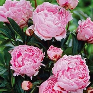 Votaniki Sarah Bernhardt Peony Roots Bulbs - Pink Flowers Live Plants Outdoor Beautiful Flower Seeds to Plant - 3-5 Eyes Pink Peony Plant Bulb Spectacular Sarah Bernhardt Peonies Bulbs for Planting