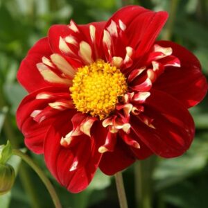 Votaniki Impression Festivo Collarette Dahlia - Perennial Red Flowering Dahlia Bulbs for Planting | Long Lasting Blooms, Summer Flowering Bulbs - Easy to Grow