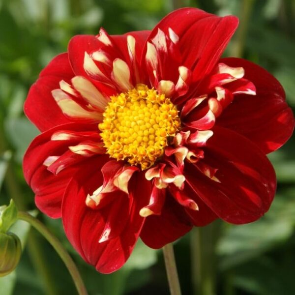 Votaniki Impression Festivo Collarette Dahlia - Perennial Red Flowering Dahlia Bulbs for Planting | Long Lasting Blooms, Summer Flowering Bulbs - Easy to Grow