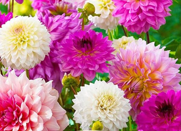 Votaniki Dahlia Decorative Pastel Mix Bulbs - Dahlia Flower Bulbs for Planting - Premium Quality Dahlia Bulbs - Pastel Pink Lavender Magenta and White Blooms