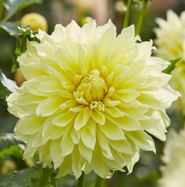 Votaniki Kelvin Floodlight Dahlia Bulbs for Planting - Perennial, Large Blooms, Dinnerplate Dahlia Bulbs | Long-Lasting Blooms