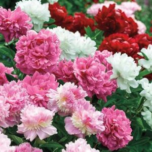 Double Peony Mixed Bare Root - Perennial, Fragrant Long Lasting Blooms | Paeonia Lactiflora Flower - Easy to Grow - Perfect for Cut