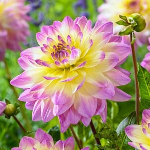 Votaniki Decorative Dahlia Sagitta Tubers - Lage & Bicolor Flowering Sagitta Dahlia, Perennial Dahlia Tubers for Planting | Double Flowers, Summer Blooming Dahlia - Easy to Grow