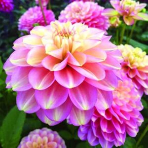 Votaniki Milena Fleur Decorative Dahlia Bulbs - Pink with Pale Yellow Flowering Bulbs, Beautiful Flowering Blooms