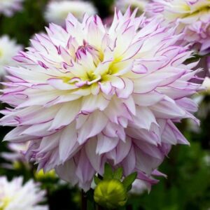 Votaniki Semi Dinnerplate Dahlia "Crazy Love" - Large Unique Blooms, Easy to Grow, Perfect for Cut Flowers, Garden or Container Planting - Long-Lasting Blooms - Dahlia Tubers for Plant