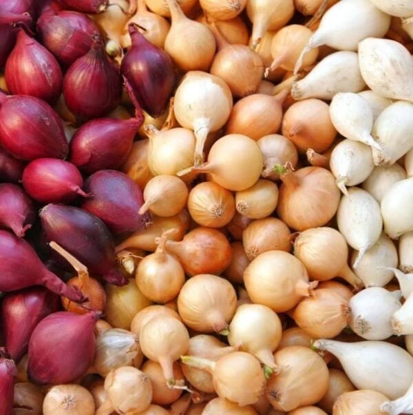 Votaniki Mixed Red White and Yellow Onion Bulbs - High Yield, Long Storage Life, Mix Onion Sets | Easy to Grow & Low Maintenance