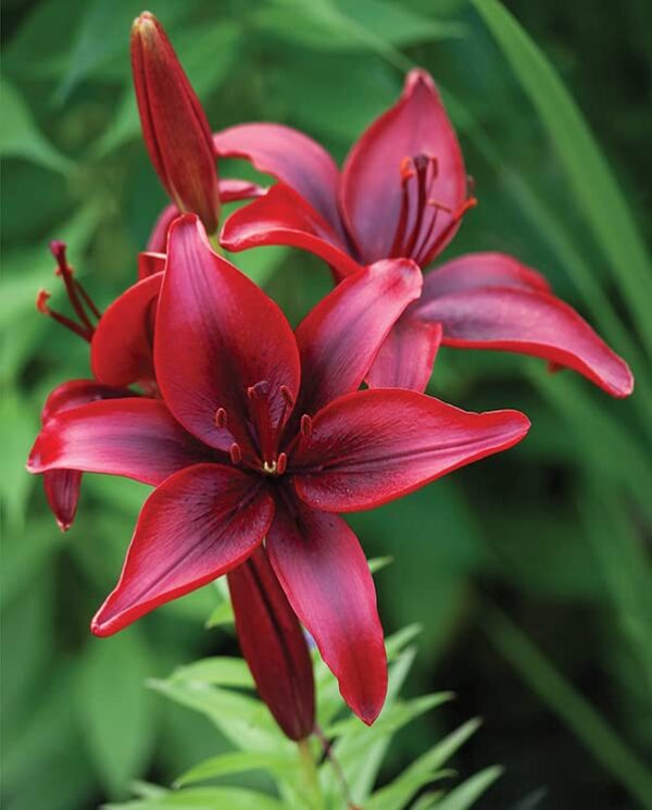 Votaniki Black Out Lily Bulbs - Dark Red & Black Lily Flowers Bulbs | Easy to Grow, Perfect for Cut, Long-Lasting Blooms - Lily Bulbs for Planting