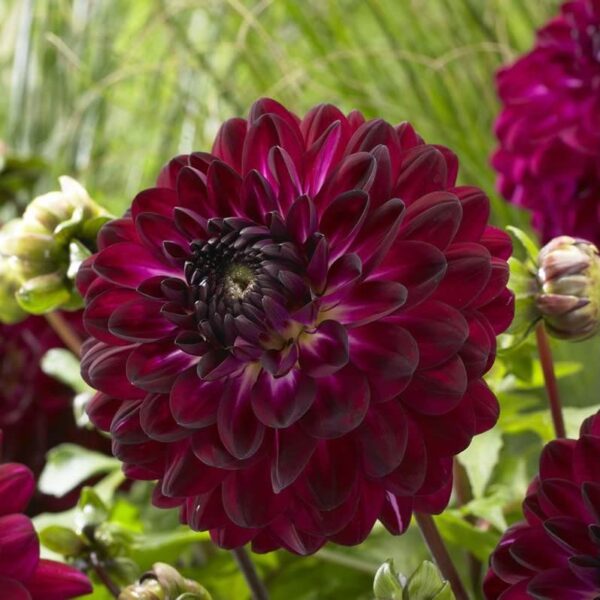 Votaniki Dahlia Blue Bird Tuber - Long Lasting Bloom, Attract Pollinators, Perennial Dahlia Tuber for Planting | Easy to Grow and Low Maintenance